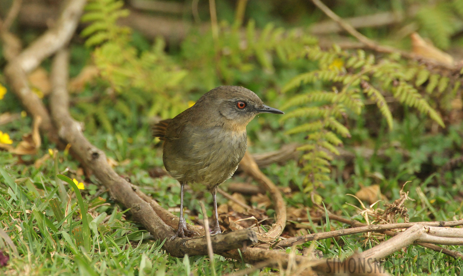 Elaphrornis palliseri [550 mm, 1/500 sec at f / 8.0, ISO 4000]